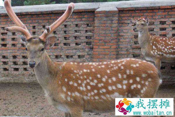 养鹿的前景如何
