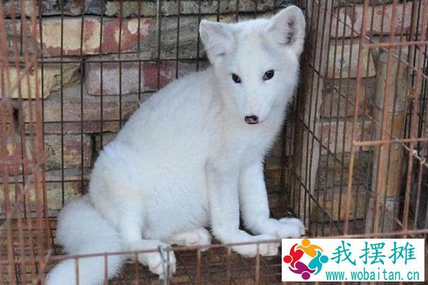 养狐狸臭吗
