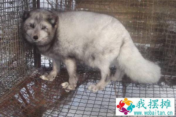 养狐狸臭吗