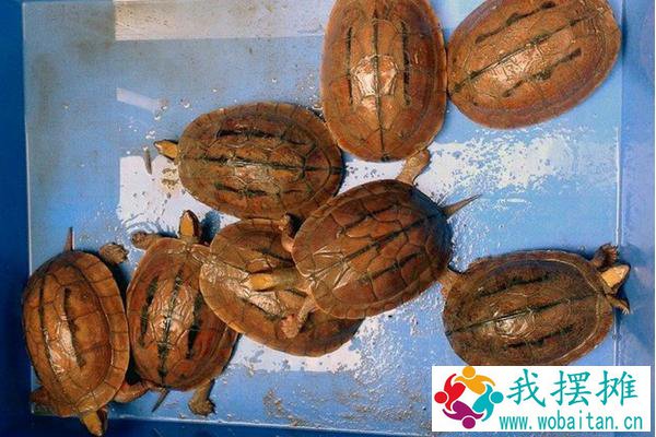 养金钱龟用什么水
