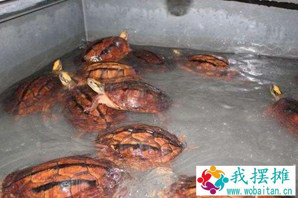养金钱龟用什么水