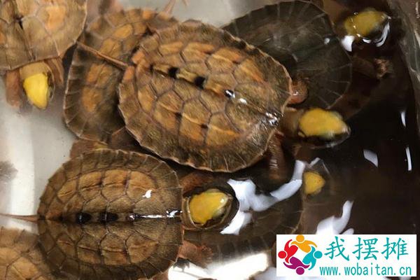 养金钱龟用什么水