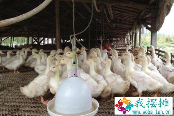 大棚养鸭利润
