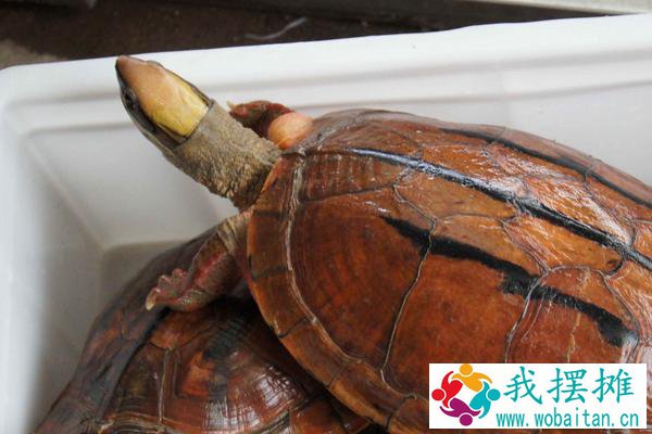 养金钱龟投资多少