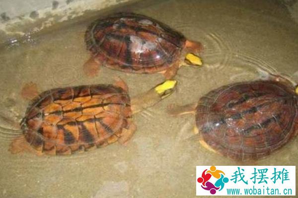 养金钱龟投资多少
