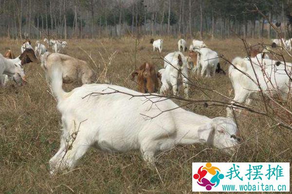 养山羊的利润与成本