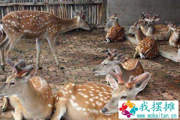 养鹿的风险怎么样