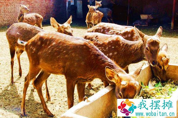 养鹿的风险怎么样