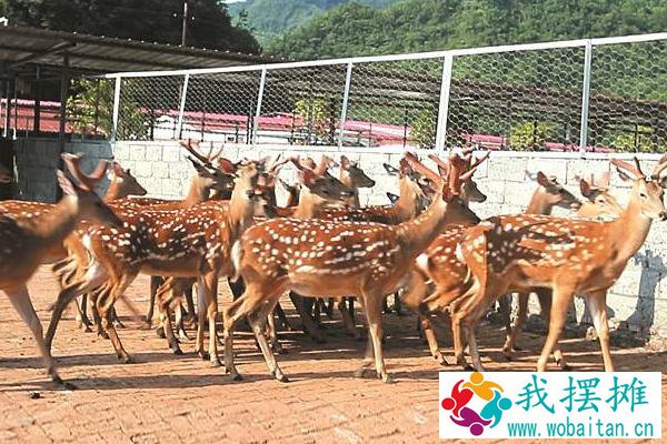 养鹿的风险怎么样