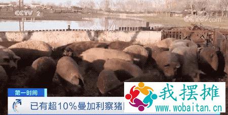 危机预警！这种是一般猪肉价格4倍的猪，因为猪瘟，濒临灭绝了？