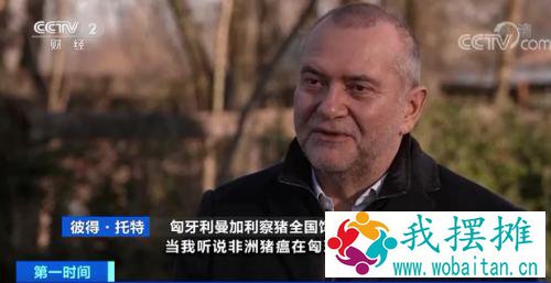 危机预警！这种是一般猪肉价格4倍的猪，因为猪瘟，濒临灭绝了？